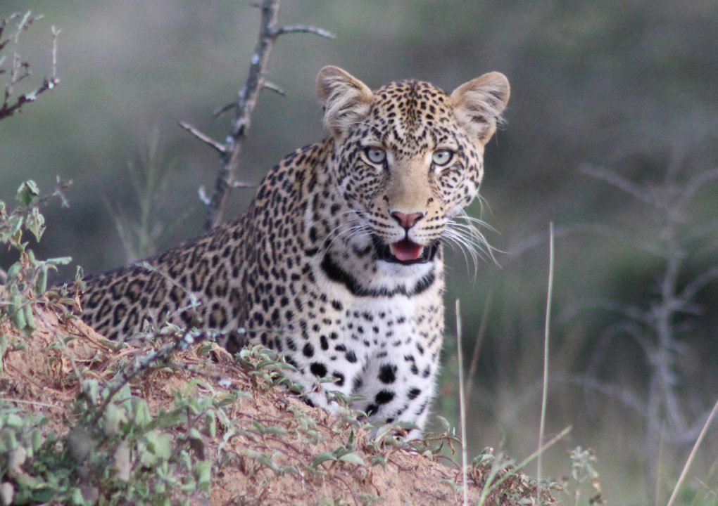 Game drive ©Mihingo Lodge