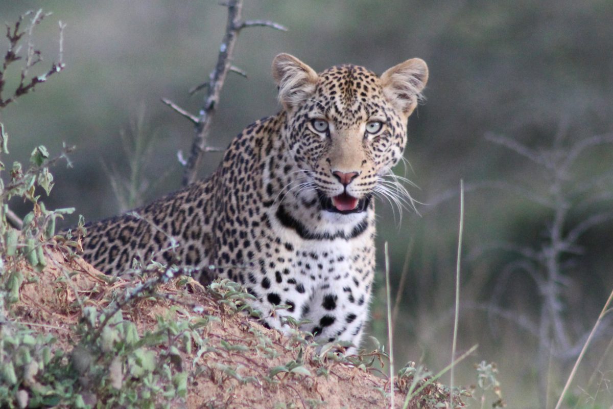 Game drive ©Mihingo Lodge