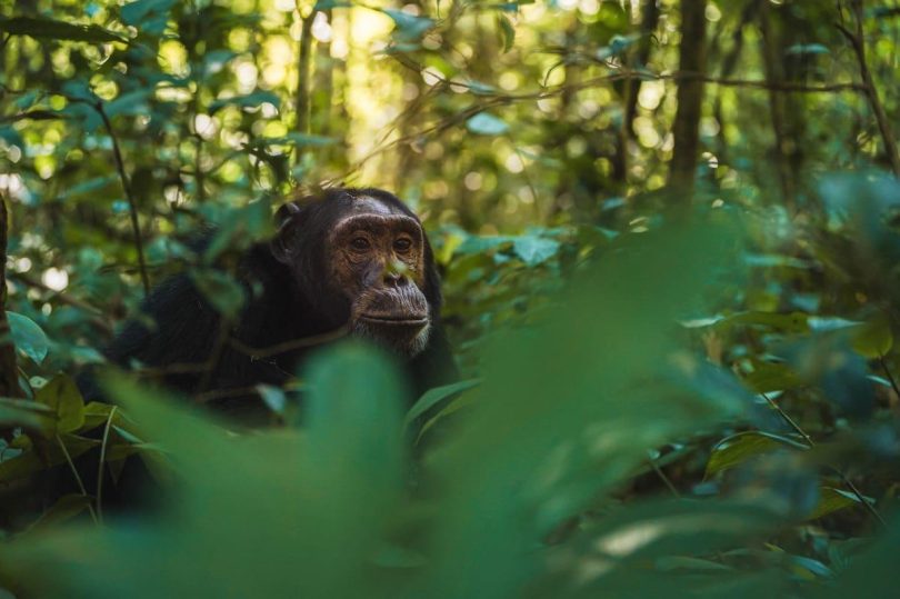 Volcanoes-safaris-kibale-lodge-uganda-chimpanzee-forest