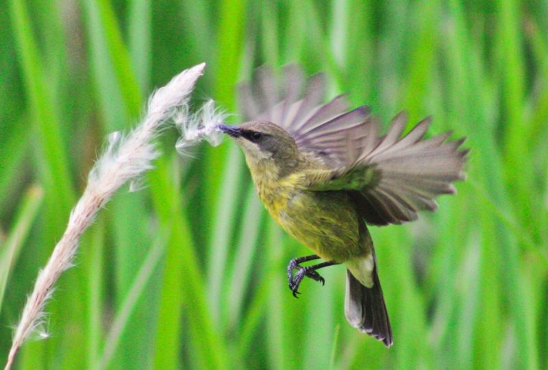 Bird ©Volcanoes Kibale Lodge