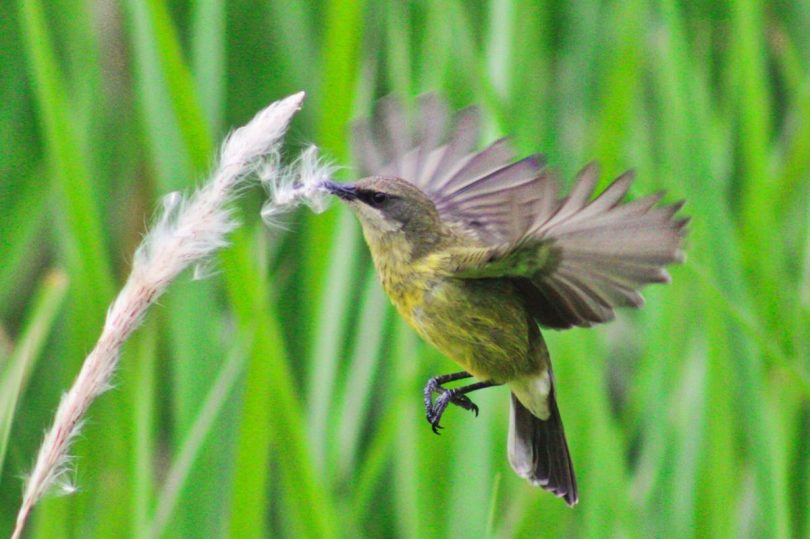 Bird ©Volcanoes Kibale Lodge