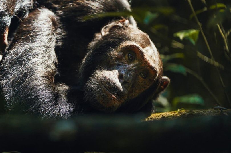 Kibale-Lodge-Chimpanzee