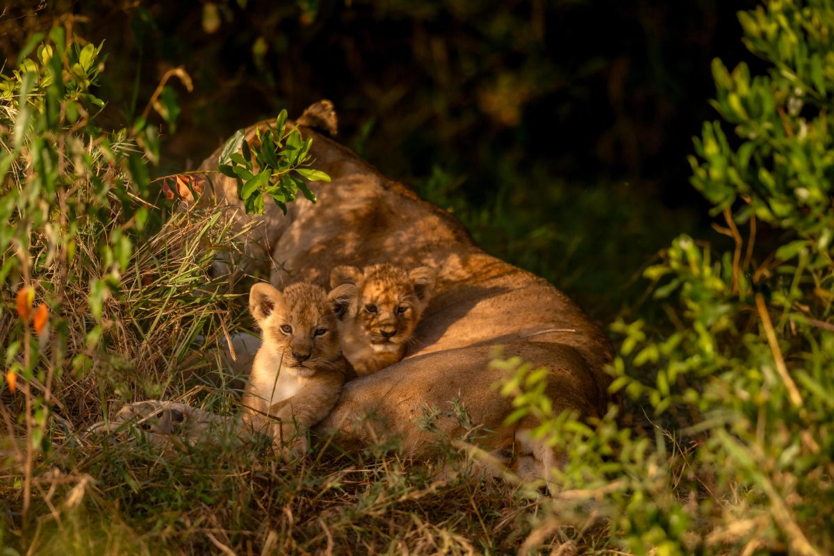 Lion Cubs ©JW Marriott Masai Mara Lodge