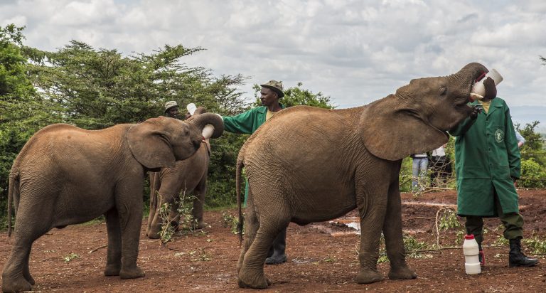 The David Sheldrick Elephant Orphanage