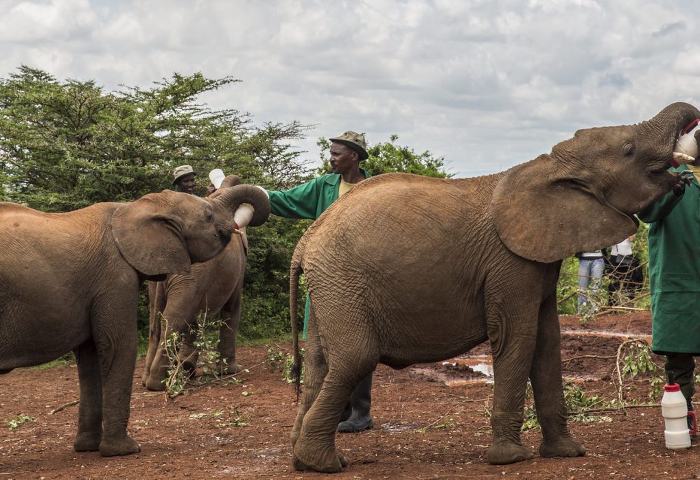 The David Sheldrick Elephant Orphanage