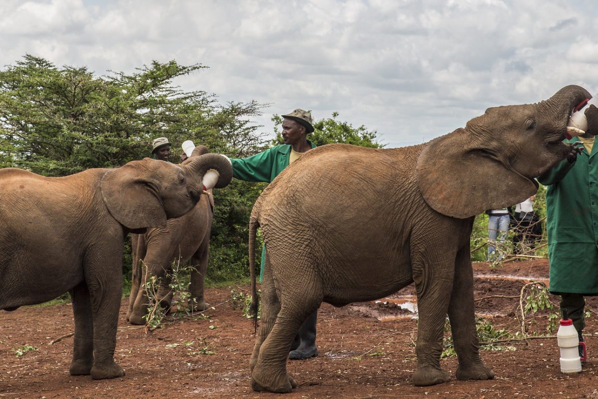 The David Sheldrick Elephant Orphanage