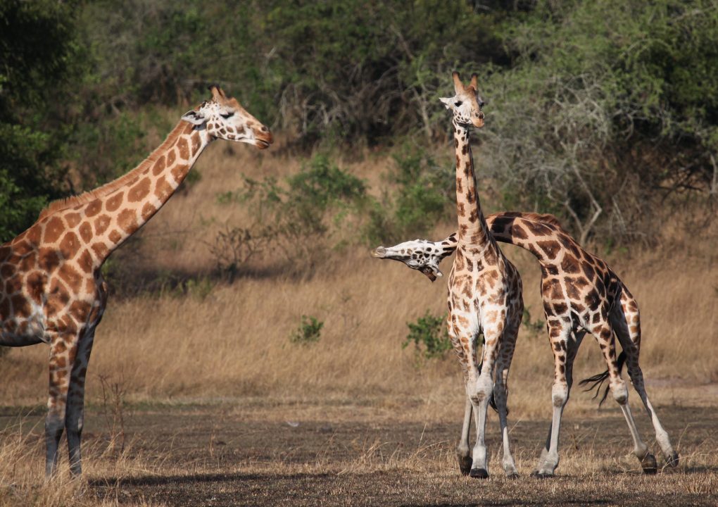 Game drive ©Mihingo Lodge