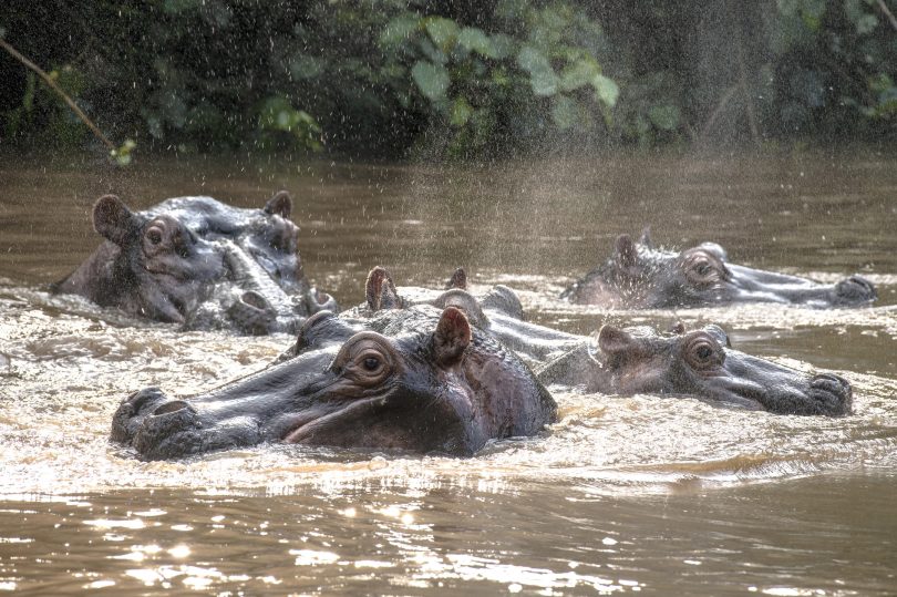 Queen Elizabeth National Park-hippo