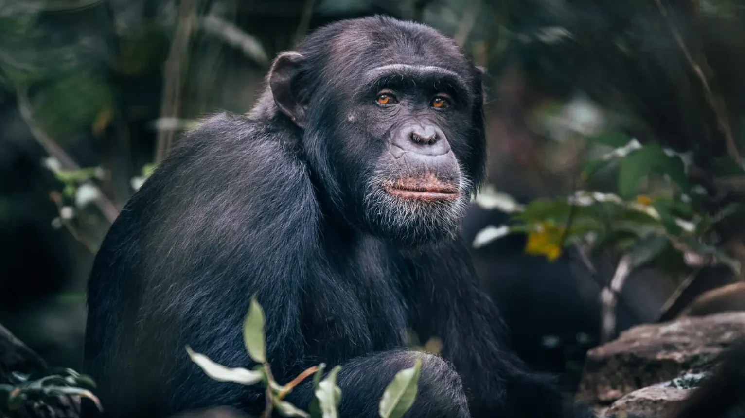 Adult-Gorilla-in-Bwindi-Impenetrable-Forest-Uganda