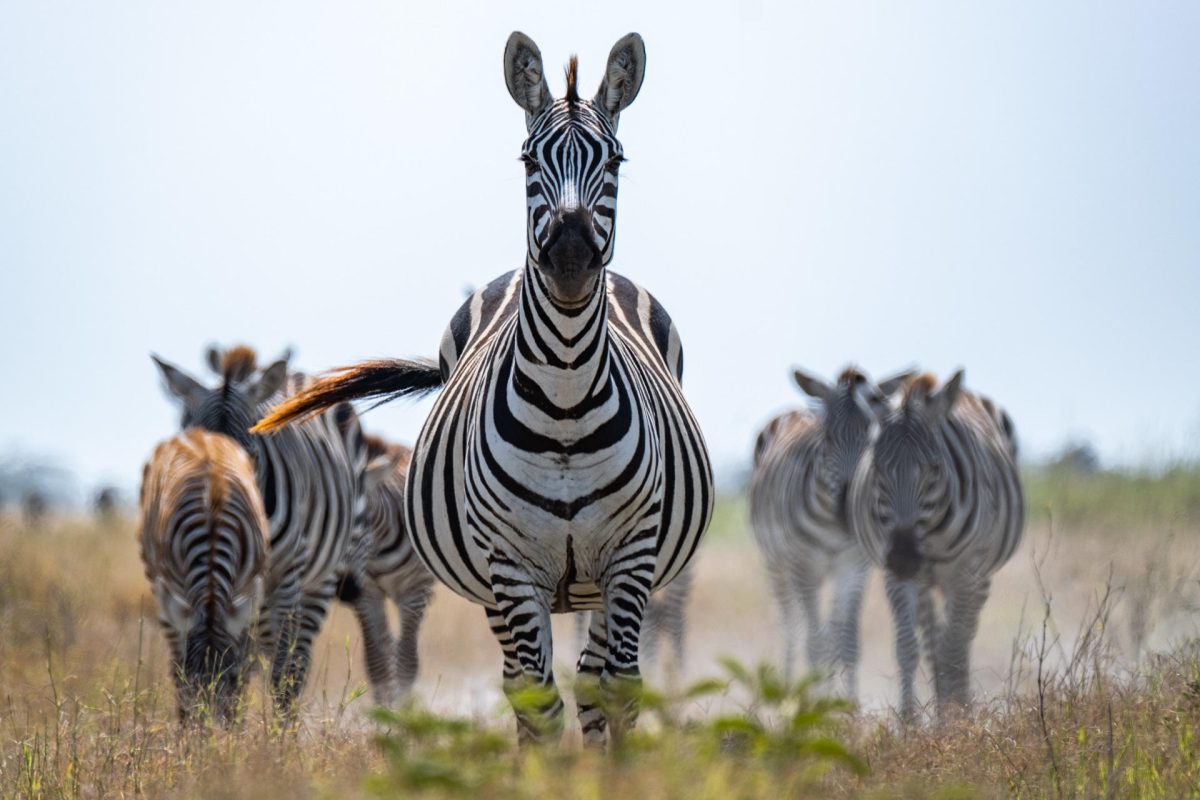 Angama Amboseli Zebra ©Angama Amboseli