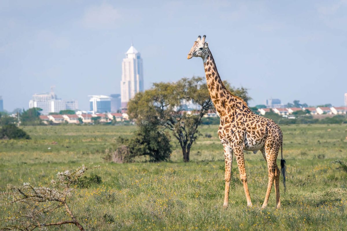 Asilia-Africa_Destinations_Nairobi-1