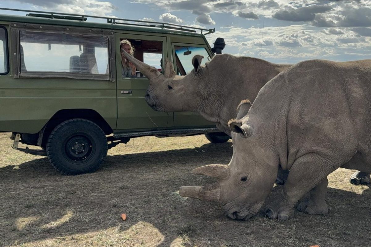 Asilia Ol Pejeta Bush Camp Rhino experience