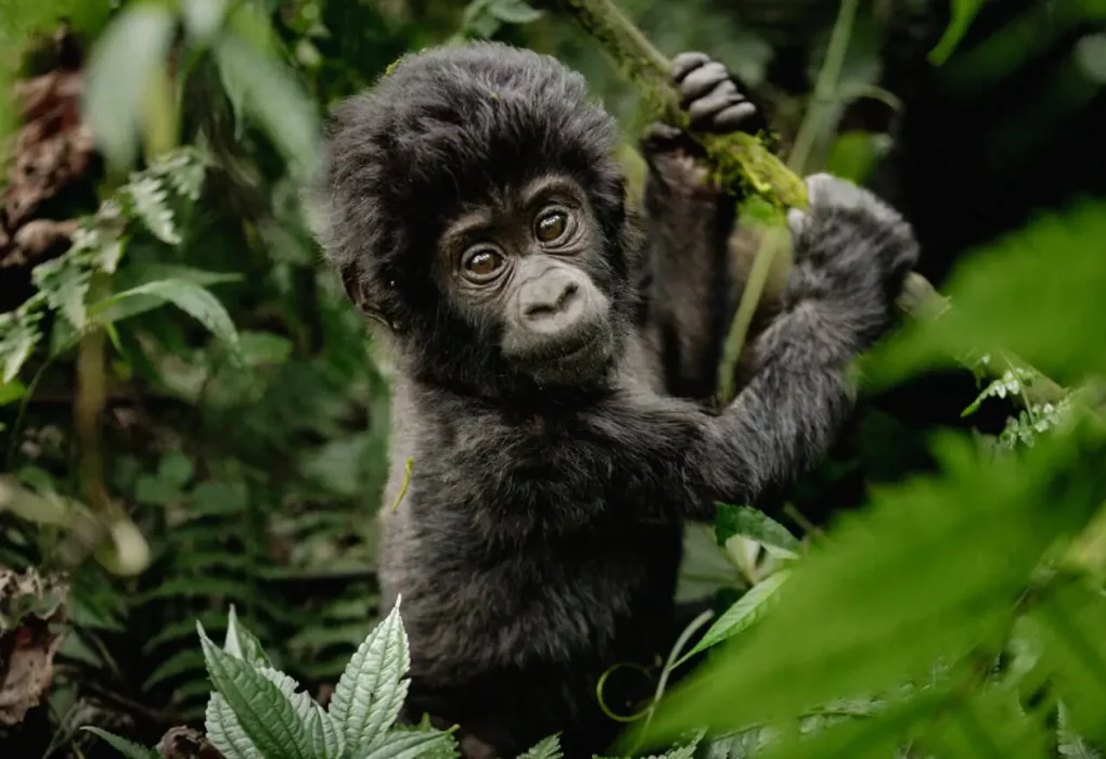 Baby-Gorilla-Standing-Bwindi-Uganda