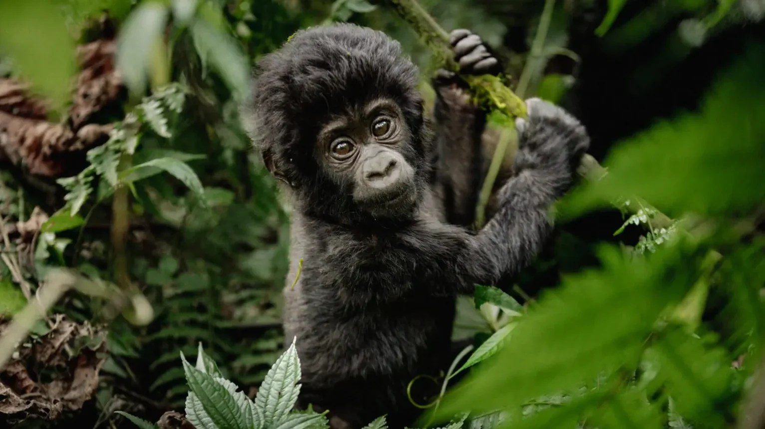Baby-Gorilla-Standing-Bwindi-Uganda