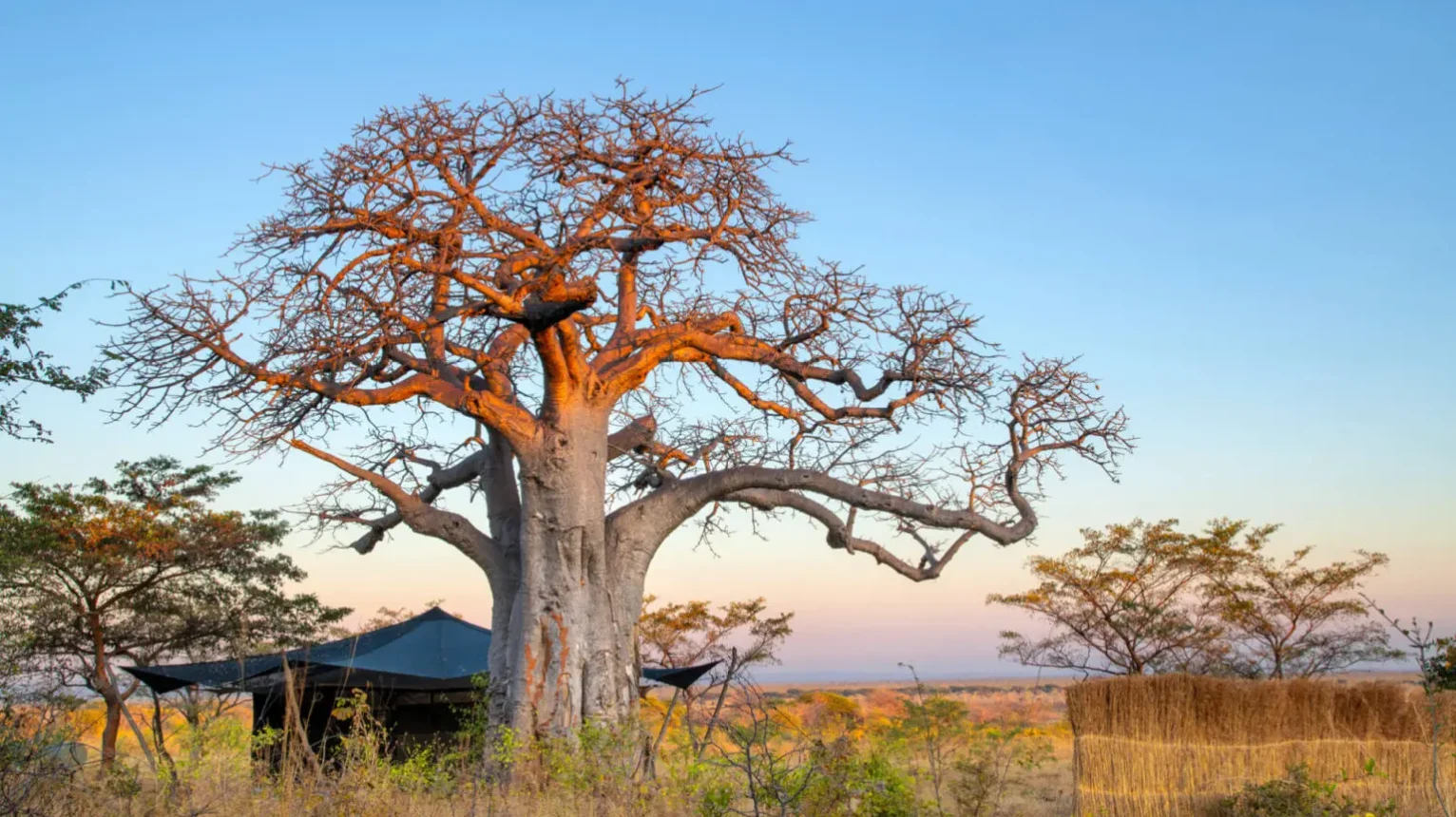 Baobab-Tree-at-Usangu-Expedition-Camp
