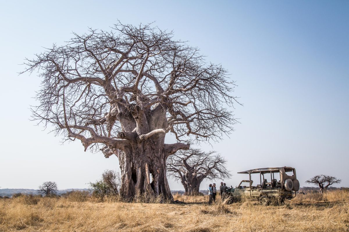 Baobab break ©Kigelia Ruaha | Nomad Tanzania