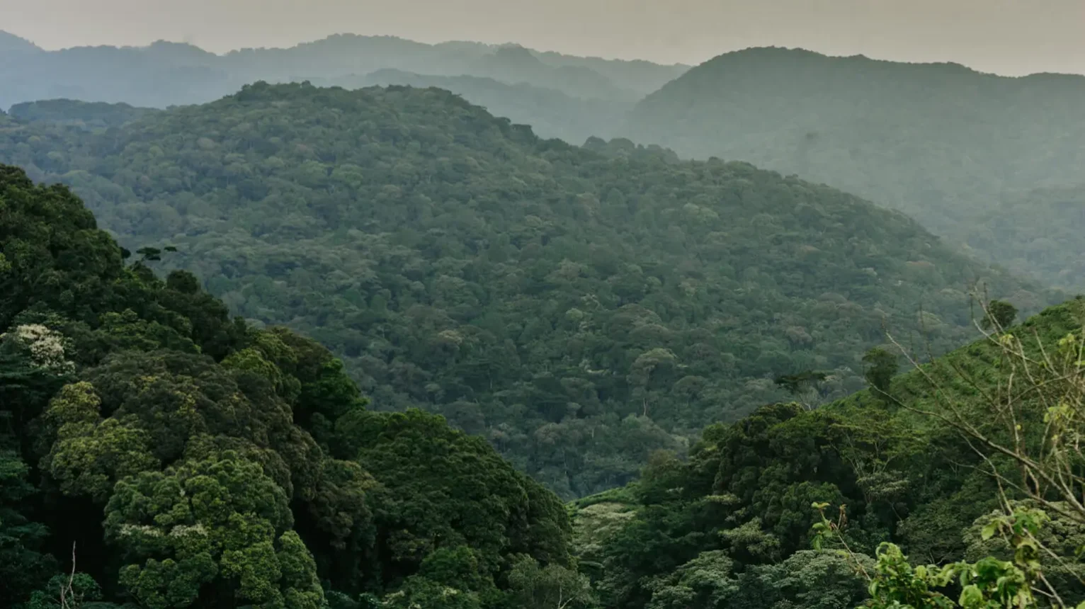 Bwindi-Impenetrable-Forest