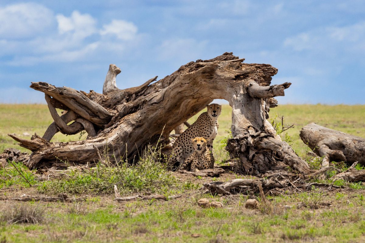 Cheetahs in Amboseli National Park ©Angama Amboseli