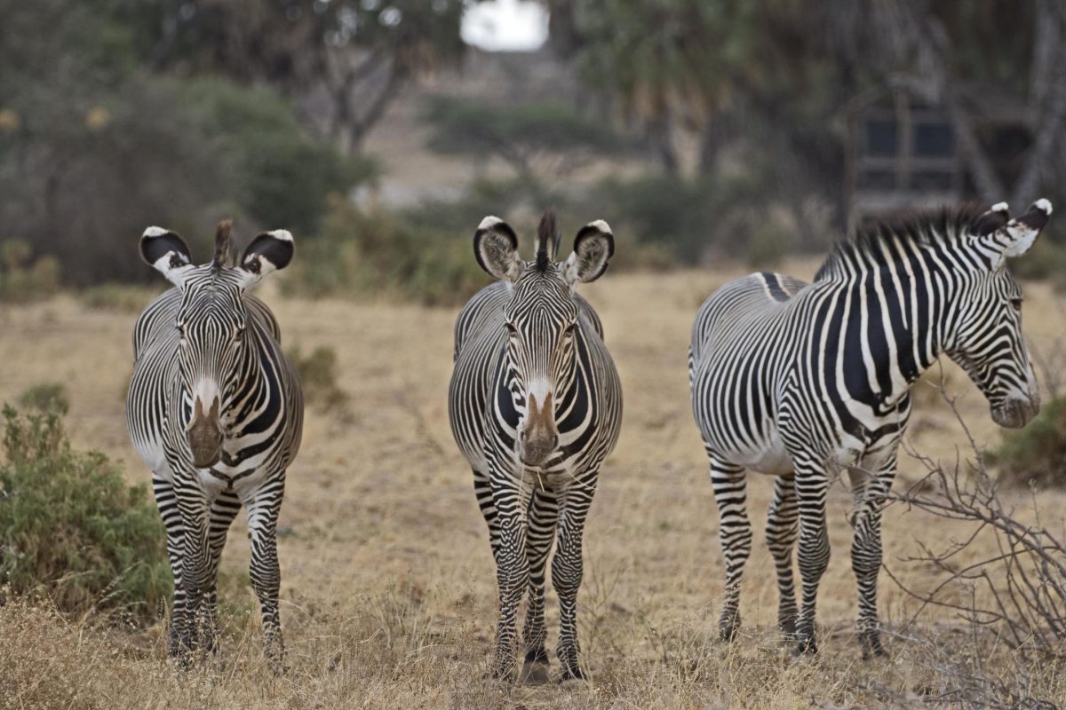 Grevy Zebra ©Elephant Bedroom Camp