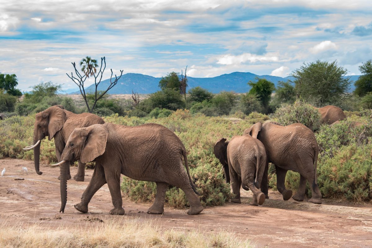 Elephant Bedroom Camp