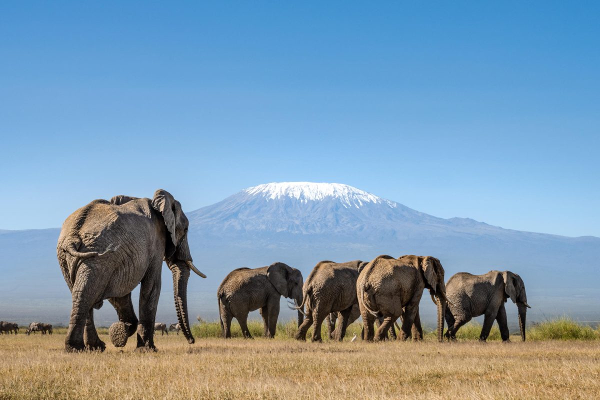 Elephant Herd against the backdrop of Kili ©Angama Amboseli