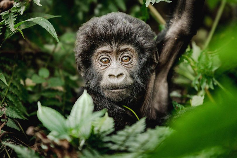Erebero Hills Baby Gorilla ©Asilia Africa