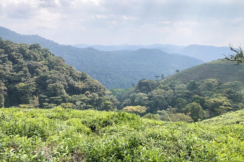 Erebero Hills Bwindi Impenetrable Forest River ©Asilia Africa