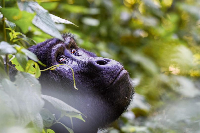 Erebero Hills Gorilla Looking Up ©Asilia Africa