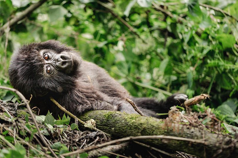 Erebero Hills Gorilla Relaxing ©Asilia Africa