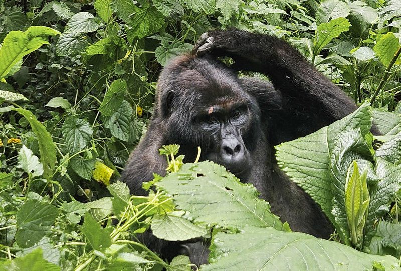 Erebero Hills Gorilla in the Bushes ©Asilia Africa