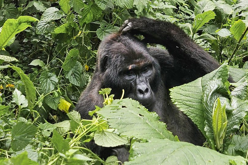 Erebero Hills Gorilla in the Bushes ©Asilia Africa