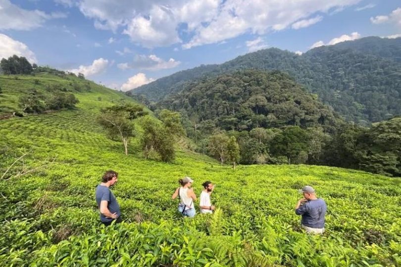 Erebero Hills Tea Plantation ©Asilia Africa