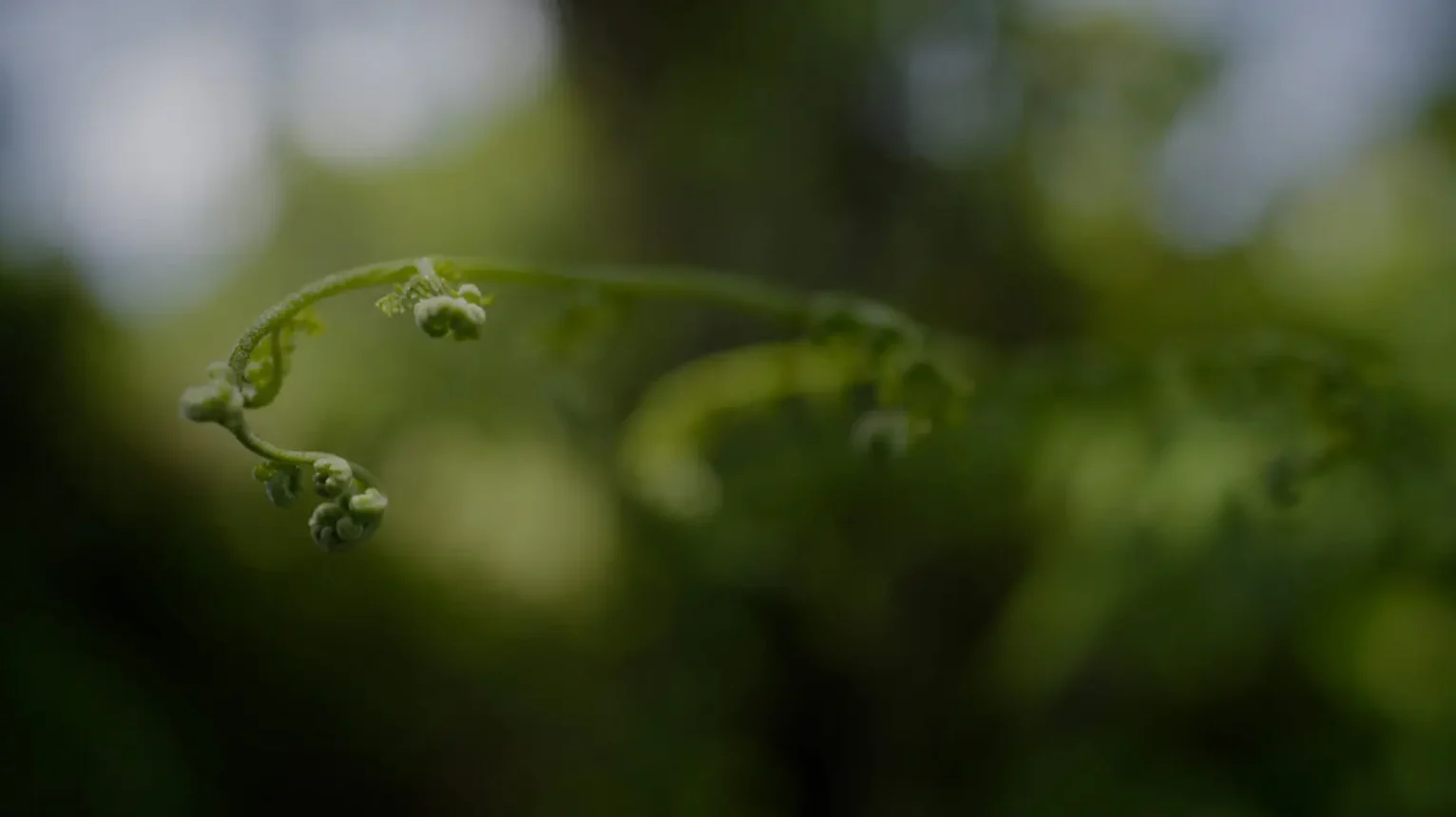 Firest-Plant-Bwindi-Impenetrable-Forest-Uganda