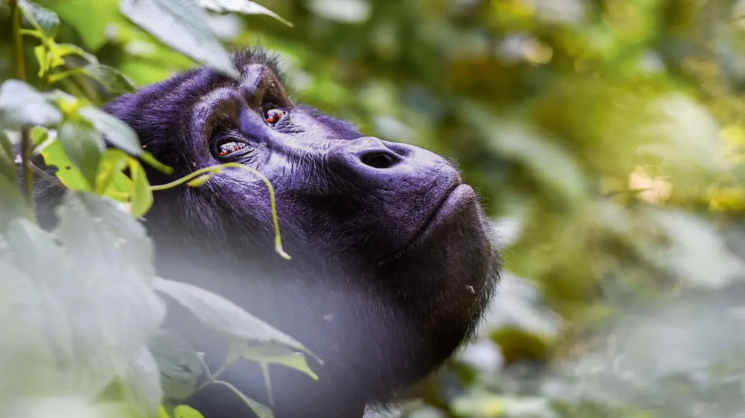 Gorilla-in-Bwindi-Uganda