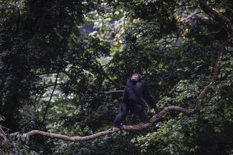 ©Kyambura Gorge Lodge