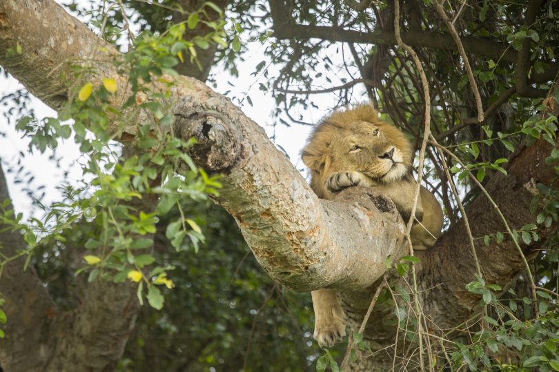 ©Kyambura Gorge Lodge