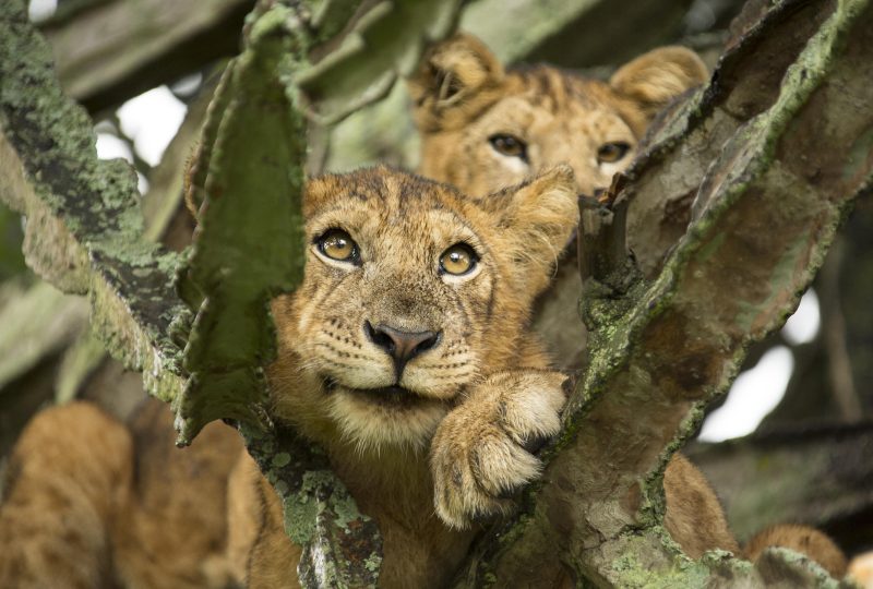 Tree Climbing Lions ©Kyambura Gorge Lodge