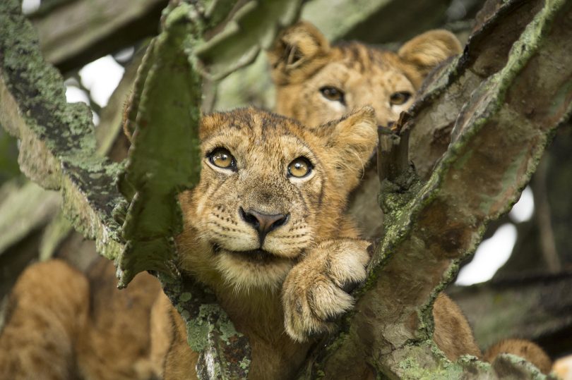 Tree Climbing Lions ©Kyambura Gorge Lodge