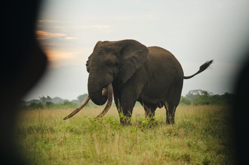 Game drives ©Kyambura Gorge Lodge