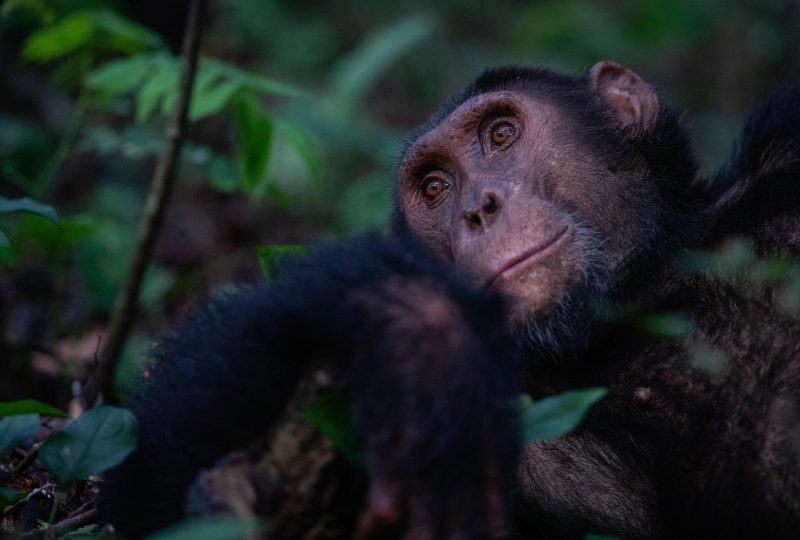 Chimpanzee trekking ©Kyambura Gorge Lodge