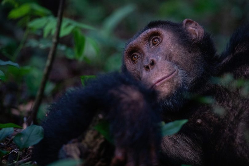 Chimpanzee trekking ©Kyambura Gorge Lodge