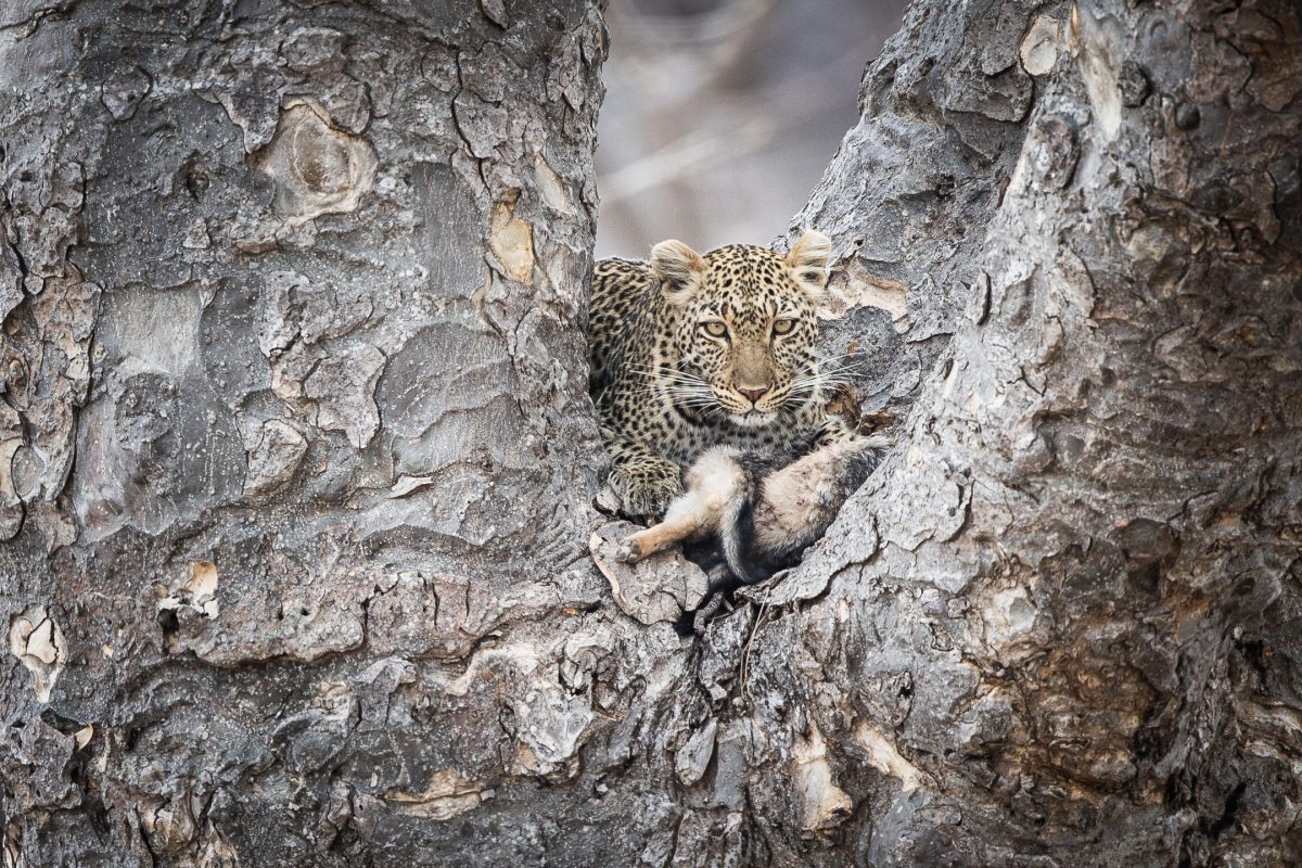 Leopard ©Kigelia Ruaha | Nomad Tanzania