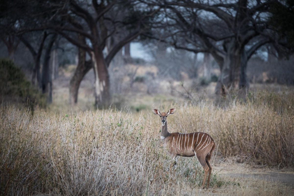 Lesser kudu ©Kigelia Ruaha | Nomad Tanzania