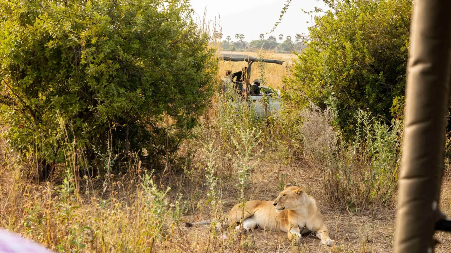 Lioness-in-Southern-Tanzania