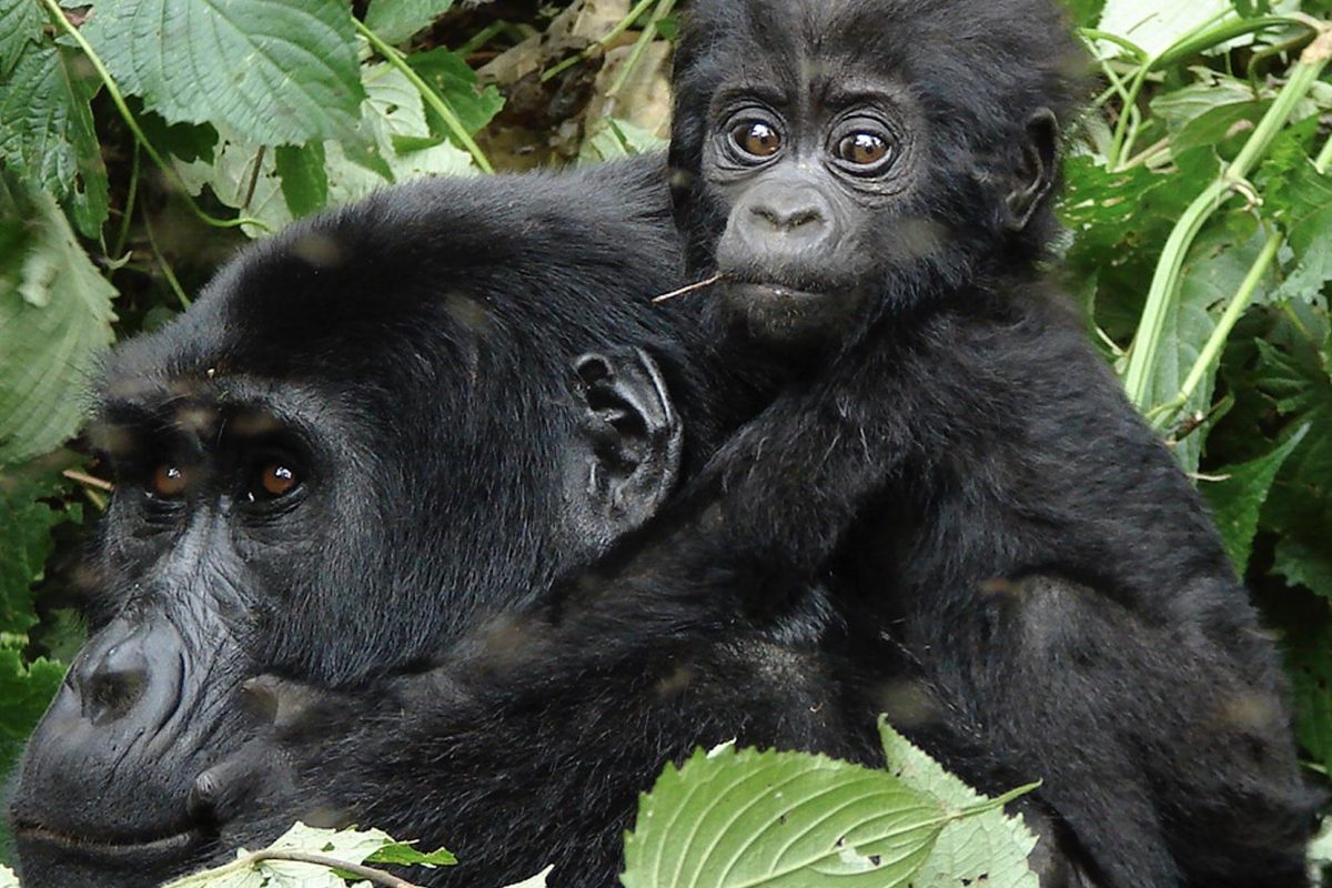 Mother and Child Nkuringo Gorillas  ©Wildplaces Africa