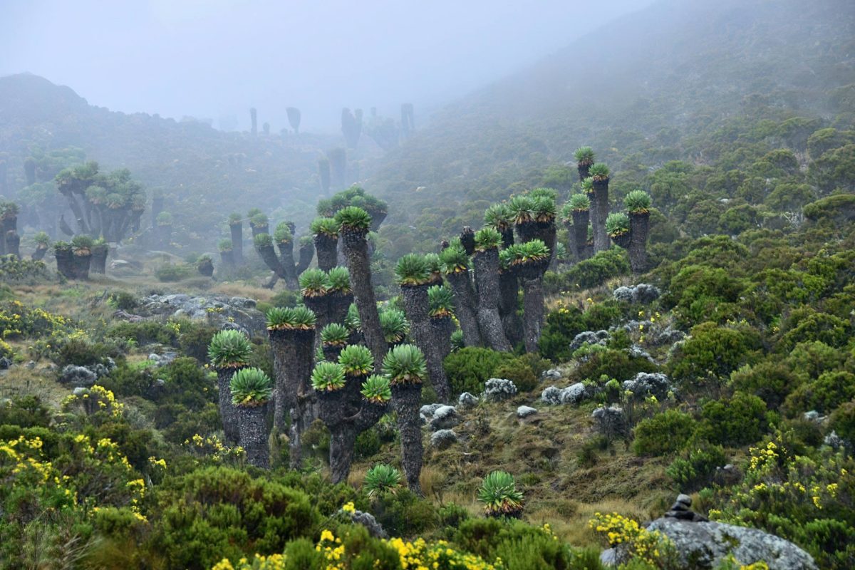 Mount_Kilimanjaro_Endemic_Plants_Senecio (1)