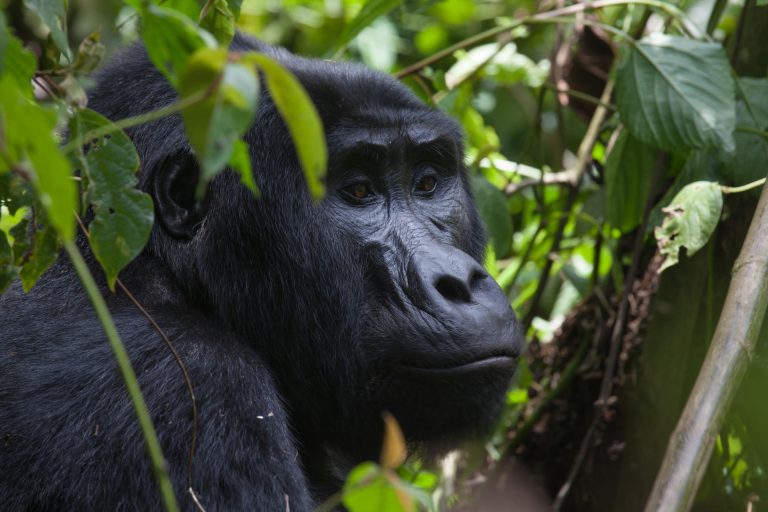 Mountain Gorilla