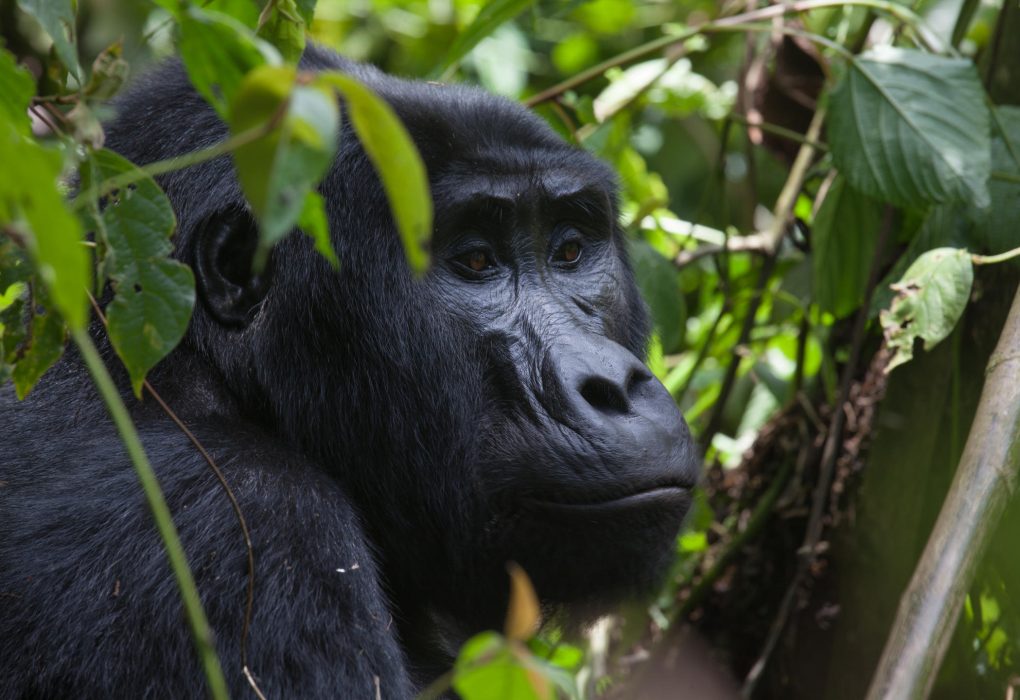 Mountain Gorilla