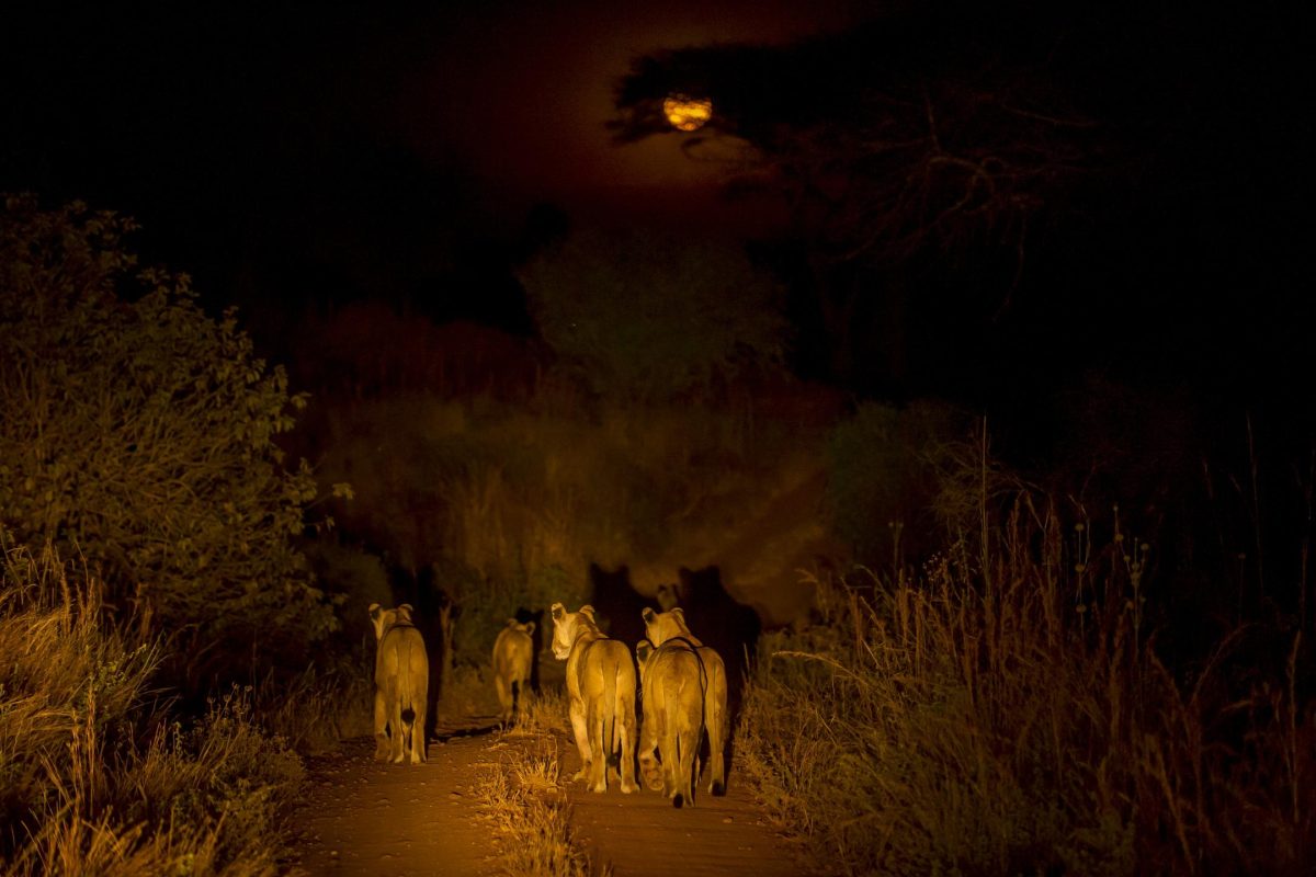 Night drive ©Kigelia Ruaha | Nomad Tanzania