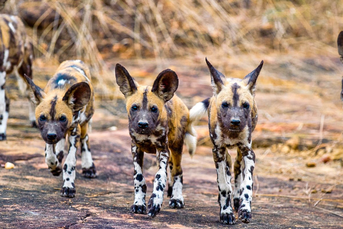 Nyerere-National-Park-is-known-for-its-wild-dog-populations ©Asilia Africa